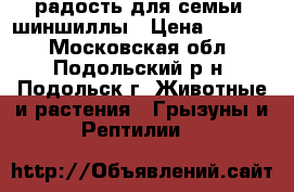 радость для семьи  шиншиллы › Цена ­ 1 000 - Московская обл., Подольский р-н, Подольск г. Животные и растения » Грызуны и Рептилии   